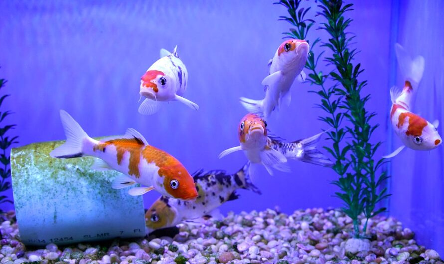 The Best Solution To Tackle Algae Infestations In Aquariums