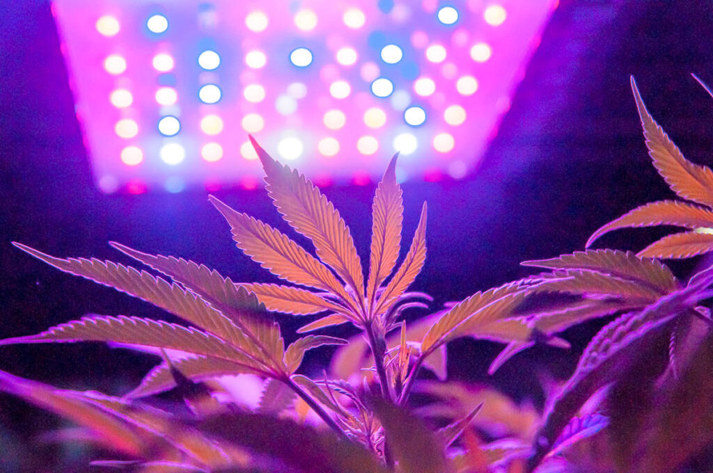 lighting cannabis