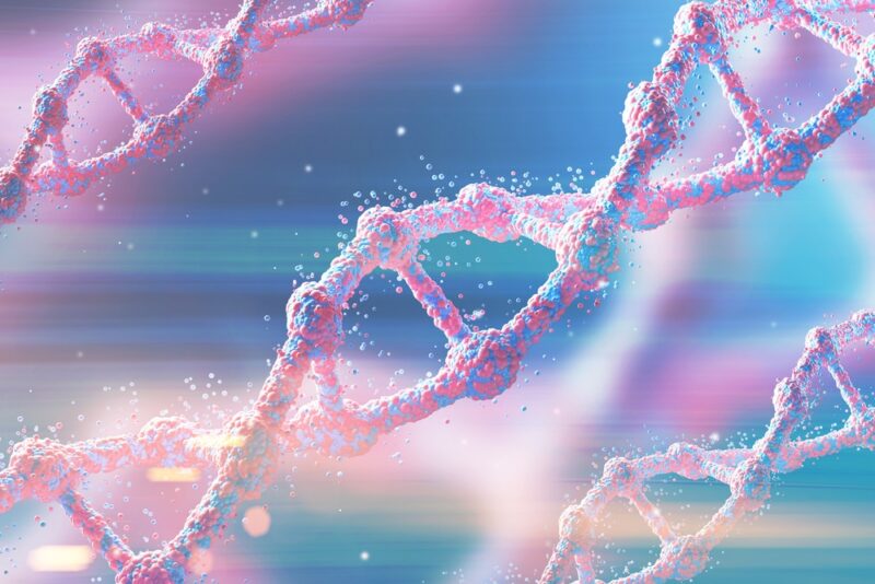 What Is the Function of DNA 1