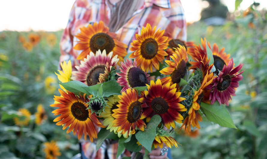Sunflower Bouquets Bring Joy And Warmth To Any Space