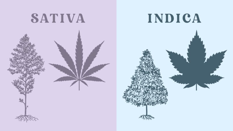 Overview of Different Forms Strains of Medical Marijuana
