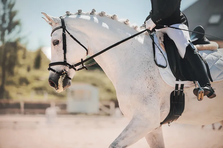 Mastering Dressage – Tips and Techniques