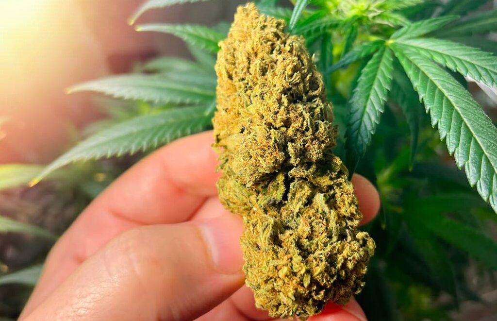 cannabis hybrids