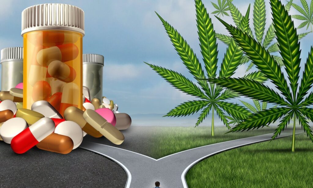 medical cannabis revolution